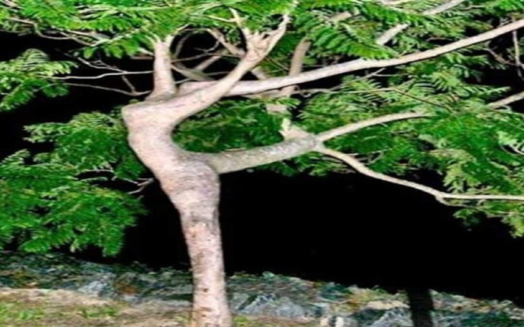 ILUSÃO DE ÓTICA – Bailarina Dançando