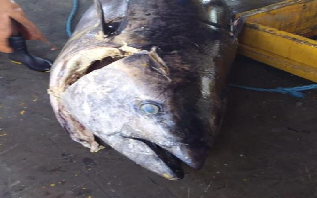 Pescadores fisgam atum de R$ 140 mil, mas perdem ‘bolada’ por um detalhe