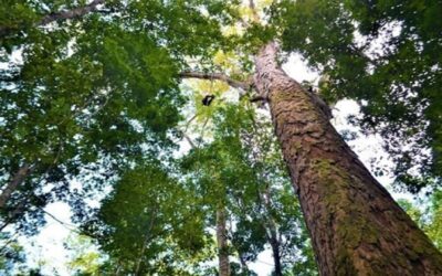 A maior árvore do Brasil foi descoberta em 2019