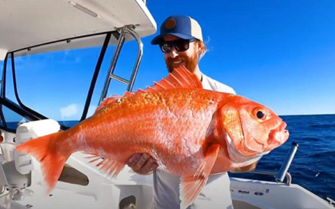 Peixinho-dourado não têm nada de inofensivo