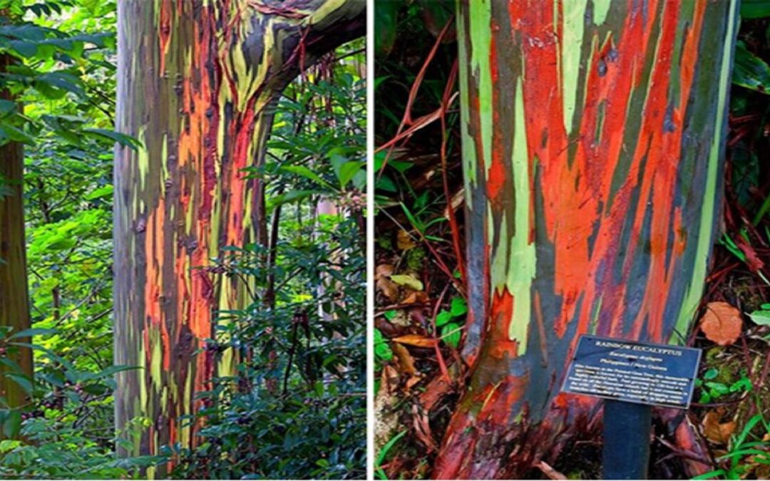 Eucalipto Arco-íris