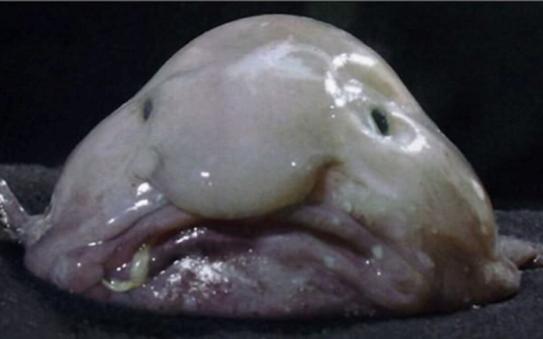 O animal mais feio do mundo