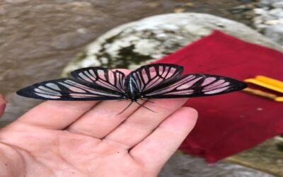 NOVA ESPÉCIE DE BORBOLETA ENCONTRADA NA AMAZÔNIA EQUATORIANA