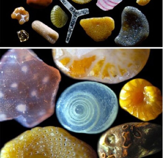 Grãos de areia ampliados de 100 a 300 vezes