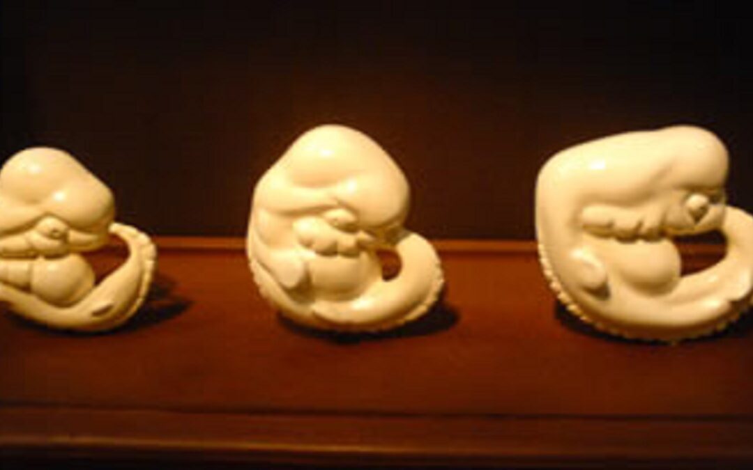 Teoria da evolução