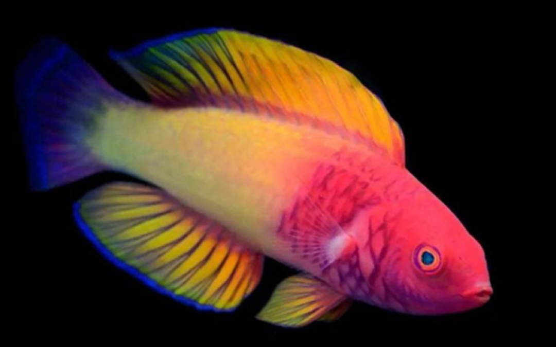 Peixe arco-íris que nasce fêmea e se torna macho intriga cientistas