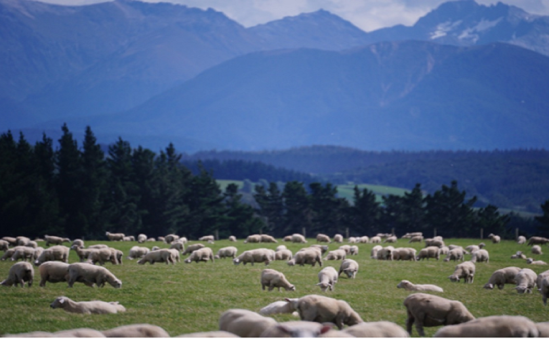 Ovelhas da Nova Zelândia