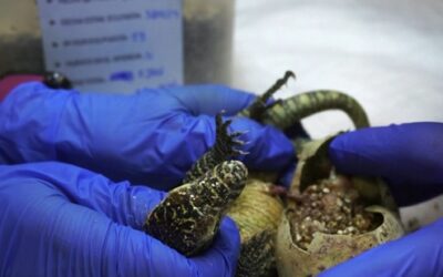 Rara ninhada de dragões-de-komodo nasce em zoológico da Espanha