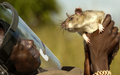 Ratos capazes de identificar doença