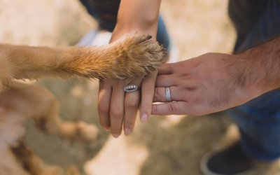 As glândulas sudoríparas dos cachorros estão nas almofadas das patas