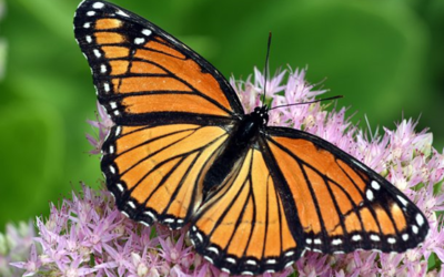 Seu padrão de asa distingue seu gênero