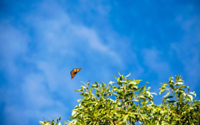 Borboletas-monarcas – o Sol é uma das formas de direcioná-la