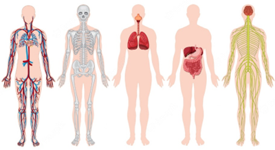 10 curiosidades sobre o corpo humano que você não imaginava