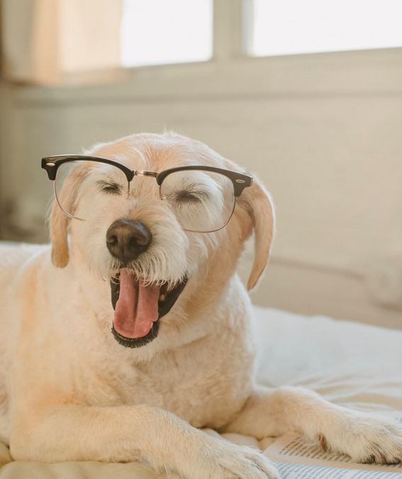 Dizer que os cachorros não enxergam cores é mito