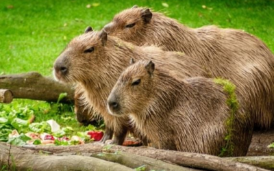 ANIMAIS QUE SÓ EXISTEM NA AMÉRICA LATINA
