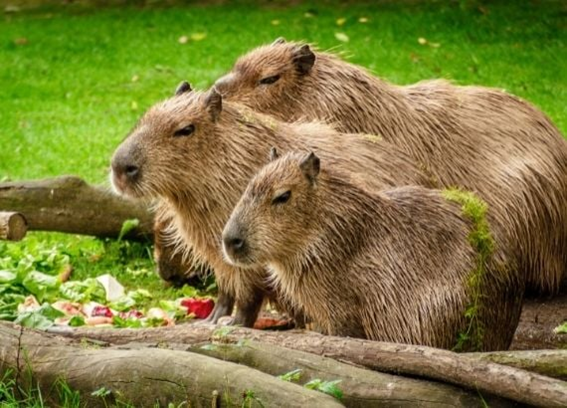 Capivara Quindim