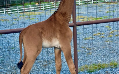 Girafa sem manchas nasce em zoológico nos EUA; veja vídeo