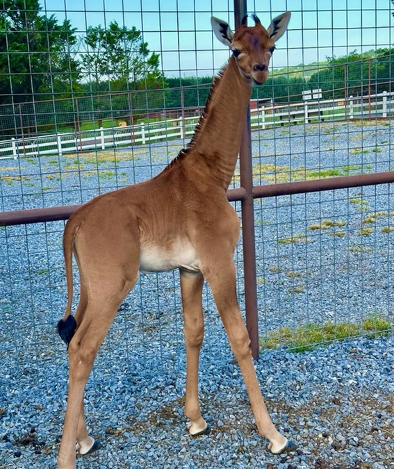 Girafa sem manchas nasce em zoológico nos EUA; veja vídeo