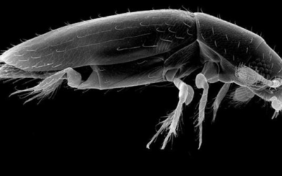 Qual é o menor animal do mundo?