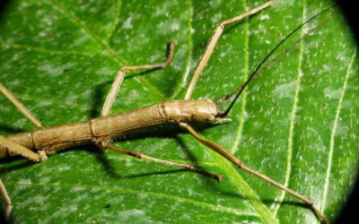 Animais que podem se camuflar