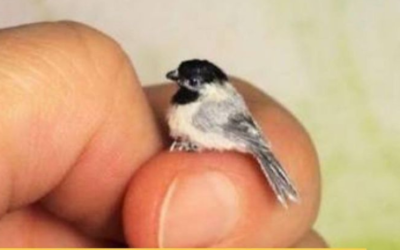 A menor ave do mundo