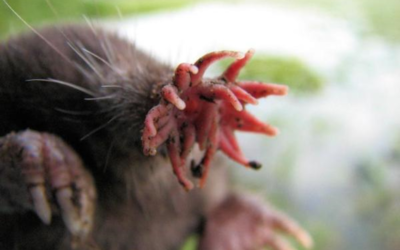 Animais que usam o nariz para se orientar