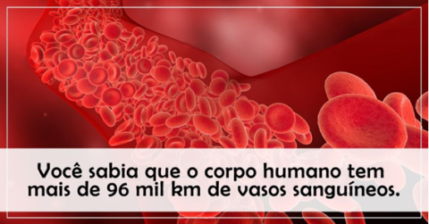 O corpo humano tem mais de 96 mil km de vasos sanguíneos - Assojuris
