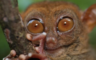 Os olhos mais impactantes do mundo animal