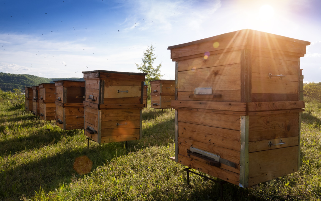 Abelhas e seres humanos