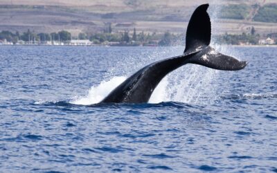 As baleias podem cantar debaixo d’água sem se afogar – e nós te contamos como elas fazem isso