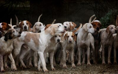 Como se calcula a idade dos cachorros? Entenda como os cães envelhecem