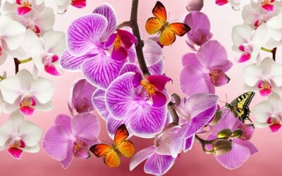 Qual é a origem das orquídeas? Estudo mostra que elas têm mais de 80 milhões de anos