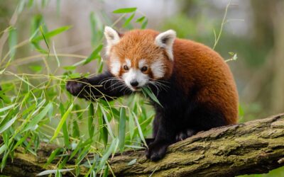 Panda Vermelho: onde vive esse animal tão raro e ameaçado de extinção?