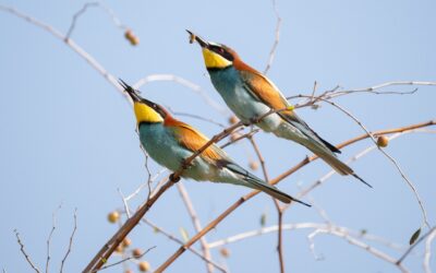 Como as aves colaboram com o equilíbrio ecológico?