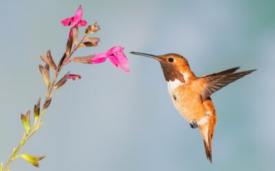 Quantas espécies de aves são encontradas apenas no Brasil?