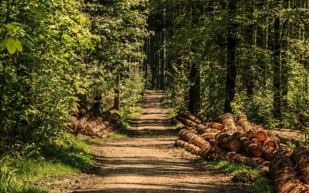 Árvores com séculos de idade