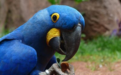 Arara-azul