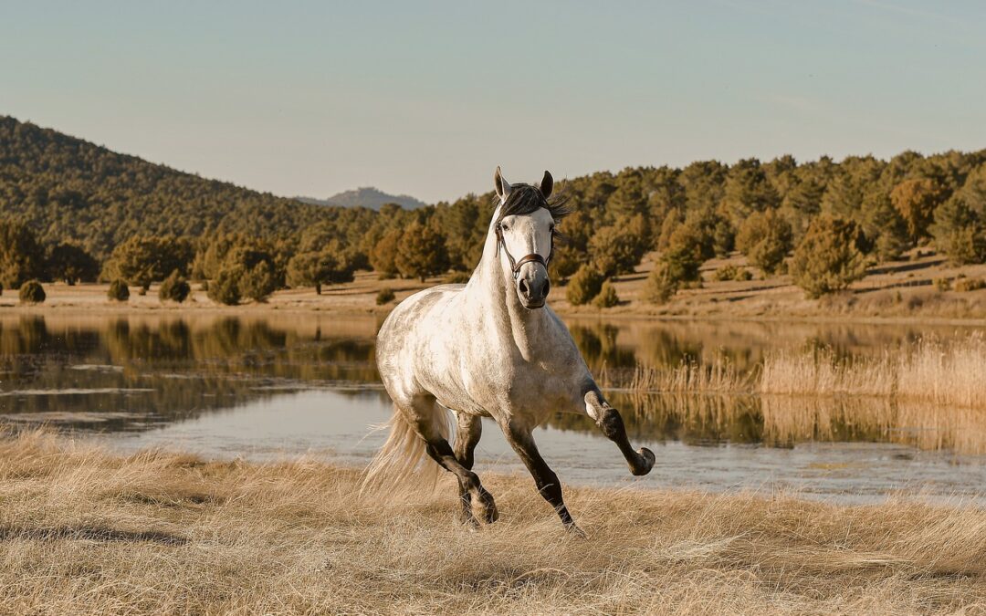 Cavalo paraguaio