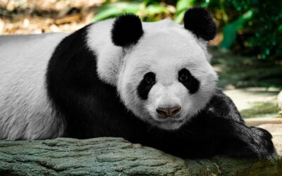 Urso Panda