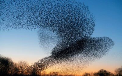 Algumas das suas nuvens estão vivas