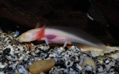 Axolote, o que é? Origem, características e curiosidades