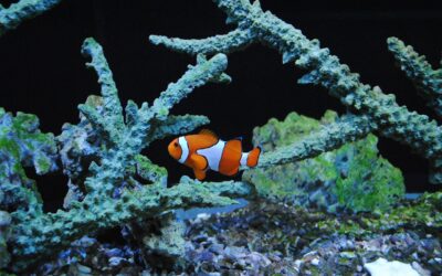 Peixe Palhaço