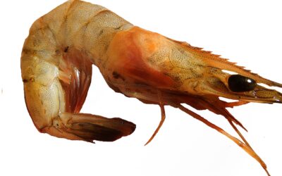Camarão