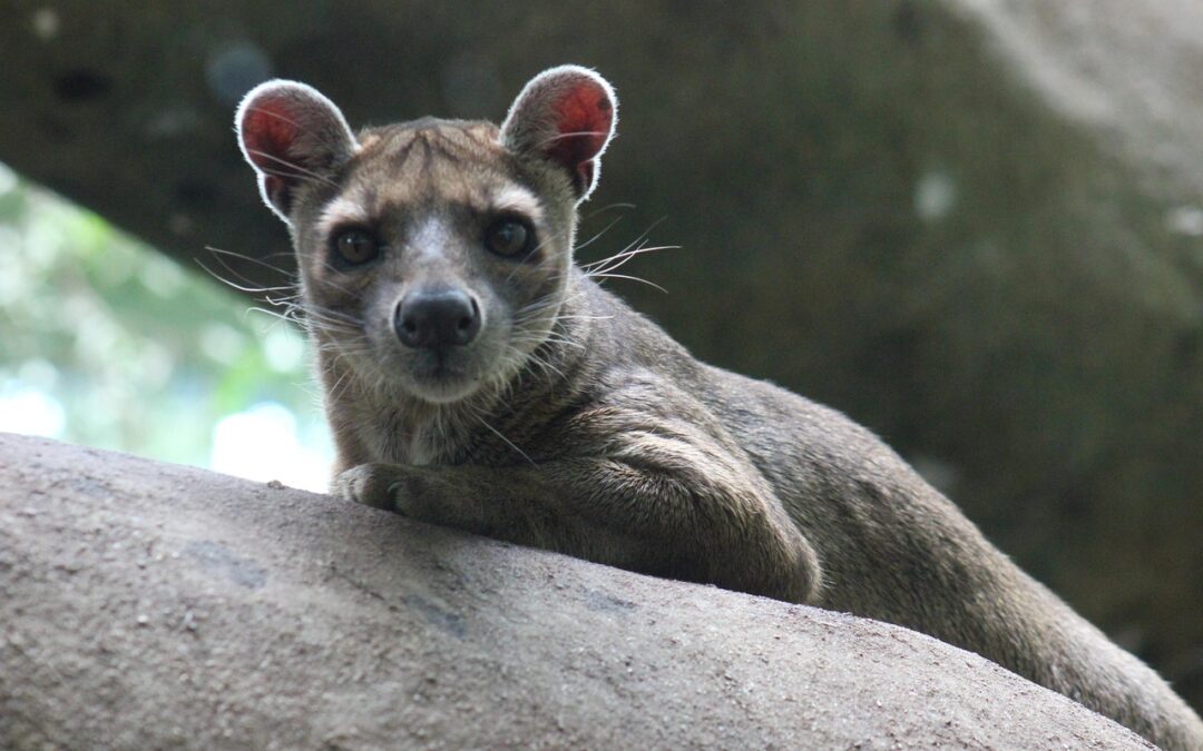 Fossa