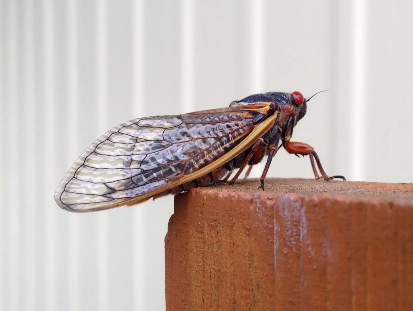 Cigarra