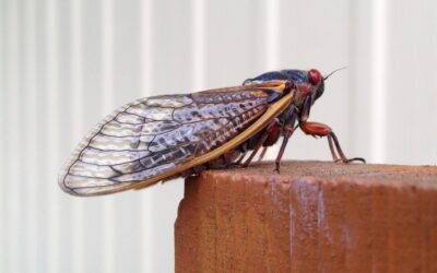 Cigarra